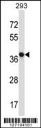N-Terminal EF-Hand Calcium Binding Protein 1 antibody, 57-541, ProSci, Western Blot image 