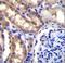 SH2 Domain Containing 4A antibody, LS-C169056, Lifespan Biosciences, Immunohistochemistry paraffin image 