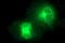 Scavenger Receptor Class B Member 1 antibody, MA5-26320, Invitrogen Antibodies, Immunocytochemistry image 