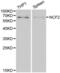 Neutrophil Cytosolic Factor 2 antibody, LS-C192434, Lifespan Biosciences, Western Blot image 