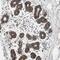60S ribosomal protein L23 antibody, HPA003373, Atlas Antibodies, Immunohistochemistry frozen image 