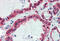 GAPDH antibody, MBS247718, MyBioSource, Immunohistochemistry frozen image 