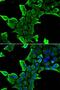 Neuronal Calcium Sensor 1 antibody, FNab05595, FineTest, Immunofluorescence image 