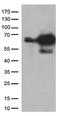 Proline Rich Mitotic Checkpoint Control Factor antibody, CF812965, Origene, Western Blot image 