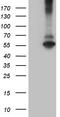 Ring Finger Protein 149 antibody, CF810425, Origene, Western Blot image 