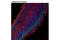 Neurogenin 2 antibody, 13144S, Cell Signaling Technology, Immunofluorescence image 