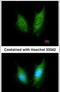 Cullin 5 antibody, PA5-29211, Invitrogen Antibodies, Immunofluorescence image 