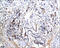 Leucine Rich Repeat Containing G Protein-Coupled Receptor 5 antibody, 251487, Abbiotec, Immunohistochemistry paraffin image 