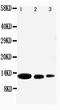 C-X-C Motif Chemokine Ligand 9 antibody, PA1429, Boster Biological Technology, Western Blot image 