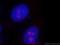 SURP And G-Patch Domain Containing 1 antibody, 15614-1-AP, Proteintech Group, Immunofluorescence image 