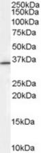 Ring Finger Protein 115 antibody, TA303090, Origene, Western Blot image 