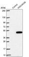 Zinc Finger Protein 843 antibody, PA5-56589, Invitrogen Antibodies, Western Blot image 