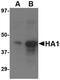 Avian Influenza Hemagglutinin 3 antibody, PA5-20294, Invitrogen Antibodies, Western Blot image 