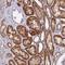 Protein SOGA1 antibody, HPA043992, Atlas Antibodies, Immunohistochemistry paraffin image 