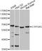 Cytochrome P450 Family 3 Subfamily A Member 5 antibody, STJ29976, St John