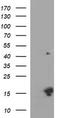 Microseminoprotein Beta antibody, CF803524, Origene, Western Blot image 