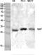 Apolipoprotein F antibody, GTX34008, GeneTex, Western Blot image 