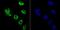 Histone Deacetylase 9 antibody, NBP2-75519, Novus Biologicals, Immunocytochemistry image 