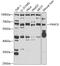 Fanconi anemia group G protein antibody, GTX55615, GeneTex, Western Blot image 