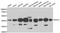 Psat antibody, A6707, ABclonal Technology, Western Blot image 
