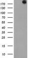 Ubiquitin Specific Peptidase 9 X-Linked antibody, TA800061BM, Origene, Western Blot image 
