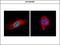 BUB1 Mitotic Checkpoint Serine/Threonine Kinase antibody, GTX107497, GeneTex, Immunocytochemistry image 