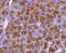 Dual Specificity Phosphatase 6 antibody, NBP2-67320, Novus Biologicals, Immunohistochemistry paraffin image 