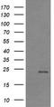 Ras Homolog Family Member J antibody, TA505466S, Origene, Western Blot image 