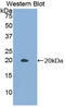 Growth Differentiation Factor 10 antibody, MBS2028223, MyBioSource, Western Blot image 
