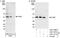 Caveolae Associated Protein 1 antibody, A301-269A, Bethyl Labs, Immunoprecipitation image 