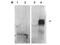 Seprase antibody, A00422, Boster Biological Technology, Western Blot image 