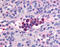 Phosphodiesterase 9A antibody, TA341105, Origene, Immunohistochemistry frozen image 