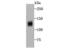 NLR Family CARD Domain Containing 3 antibody, NBP2-75593, Novus Biologicals, Western Blot image 