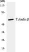 Tubulin Beta 3 Class III antibody, EKC1581, Boster Biological Technology, Western Blot image 