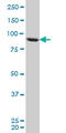 Threonyl-TRNA Synthetase antibody, LS-C133467, Lifespan Biosciences, Western Blot image 
