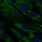 Phospholipase A2 Receptor 1 antibody, AMAb90772, Atlas Antibodies, Immunocytochemistry image 