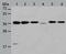 NF-kappa-B inhibitor alpha antibody, TA322252, Origene, Western Blot image 