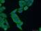 DRG1 antibody, 26902-1-AP, Proteintech Group, Immunofluorescence image 