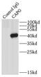 Capping Actin Protein, Gelsolin Like antibody, FNab01248, FineTest, Immunoprecipitation image 
