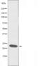 CDCA3 antibody, orb226107, Biorbyt, Western Blot image 