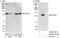 Vinculin antibody, A302-535A, Bethyl Labs, Western Blot image 