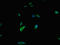 DNA Polymerase Epsilon, Catalytic Subunit antibody, orb401412, Biorbyt, Immunocytochemistry image 