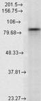 HSP90AA1 antibody, NB110-61641, Novus Biologicals, Western Blot image 