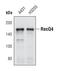 rTS antibody, PA5-17202, Invitrogen Antibodies, Western Blot image 