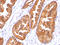 Ornithine Decarboxylase 1 antibody, AM50149PU-T, Origene, Immunohistochemistry frozen image 