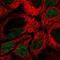 Interferon Regulatory Factor 8 antibody, HPA002531, Atlas Antibodies, Immunofluorescence image 