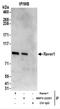Ribonucleoprotein, PTB Binding 1 antibody, NBP2-22291, Novus Biologicals, Immunoprecipitation image 