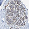 ELMO domain-containing protein 3 antibody, HPA012126, Atlas Antibodies, Immunohistochemistry paraffin image 