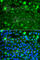 Hsp10 antibody, A7437, ABclonal Technology, Immunofluorescence image 
