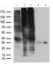 Uracil nucleotide/cysteinyl leukotriene receptor antibody, TA811615S, Origene, Western Blot image 